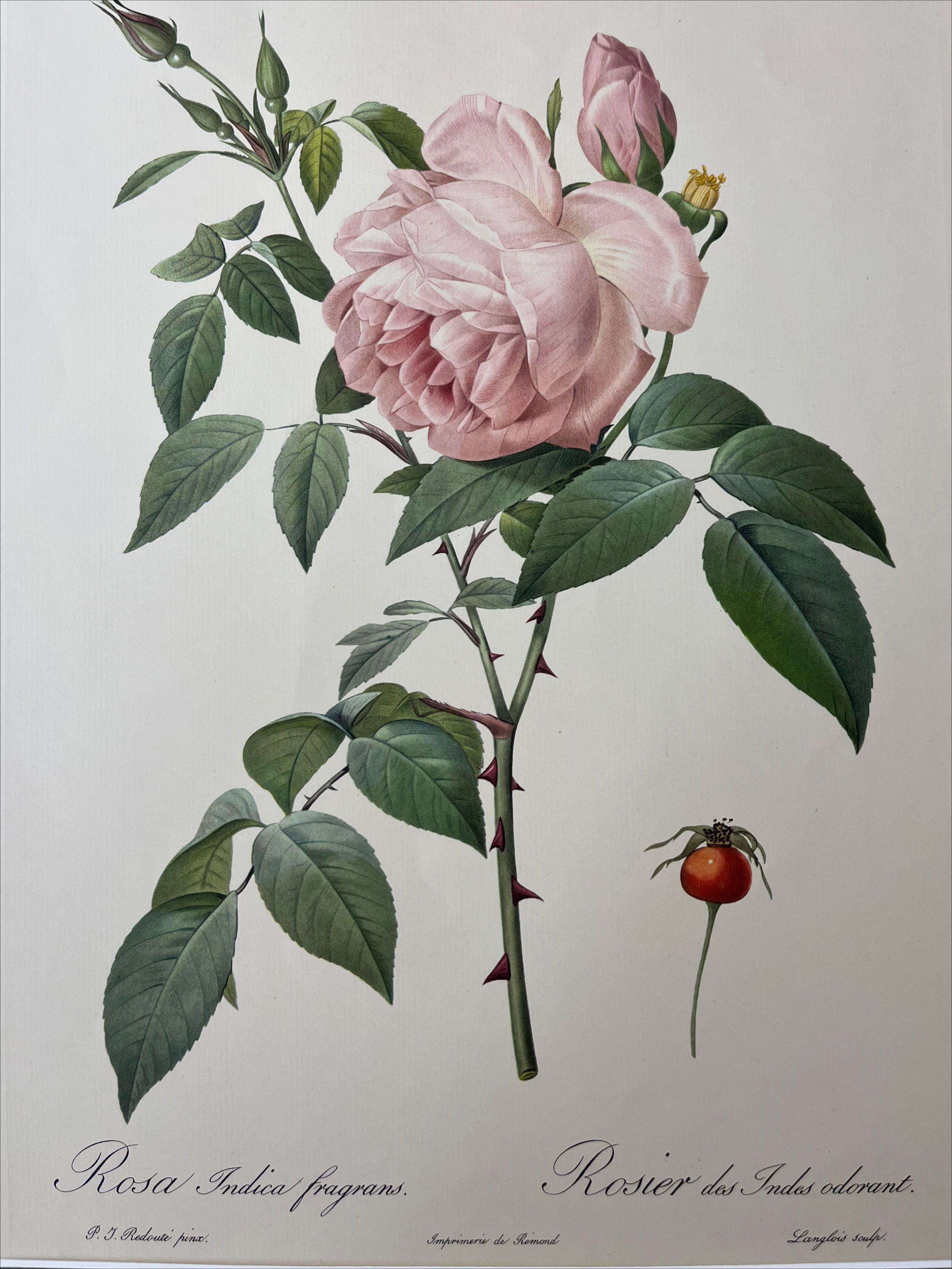 Rosa Indica Fragrans