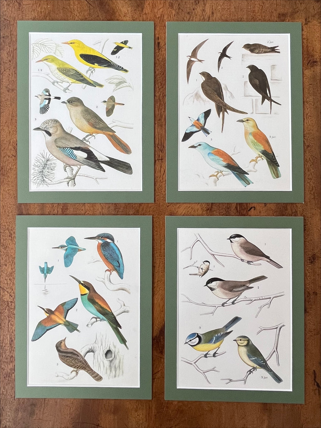 Bird prints, set of 4