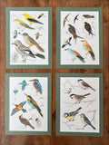 Bird prints, set of 4