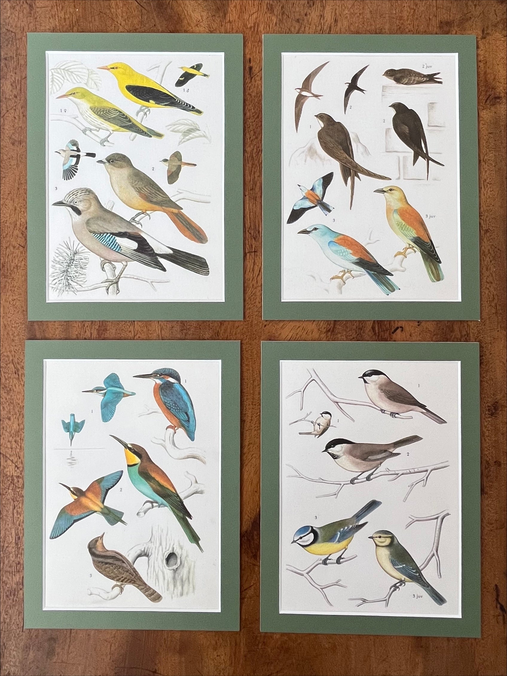 Bird prints, set of 4