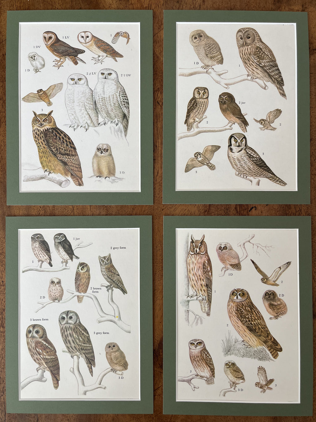 Owls