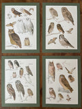 Owls