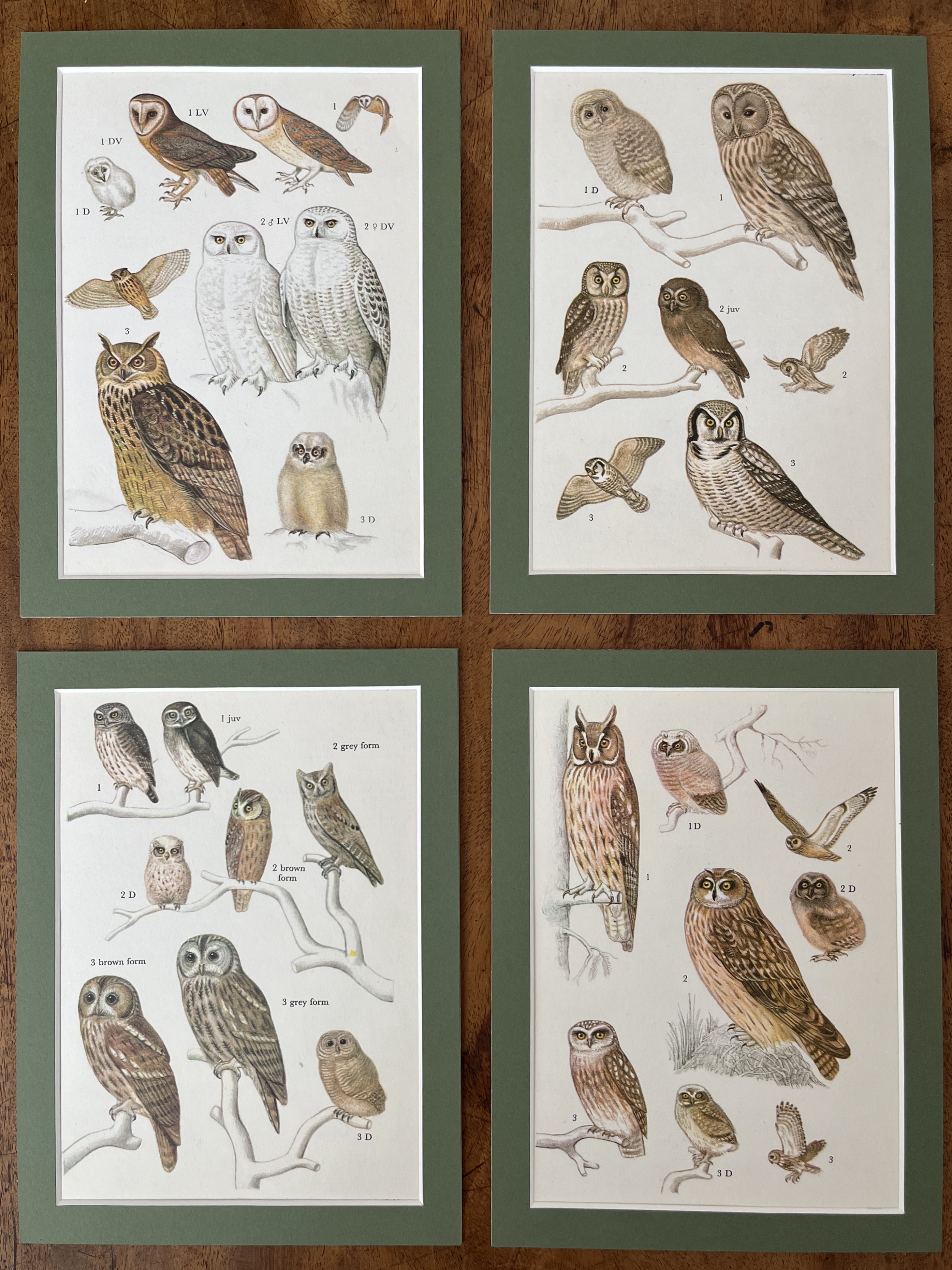 Owls