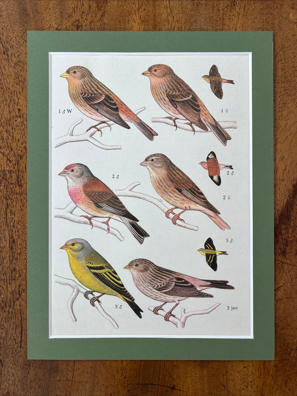 Bird prints, set of 4