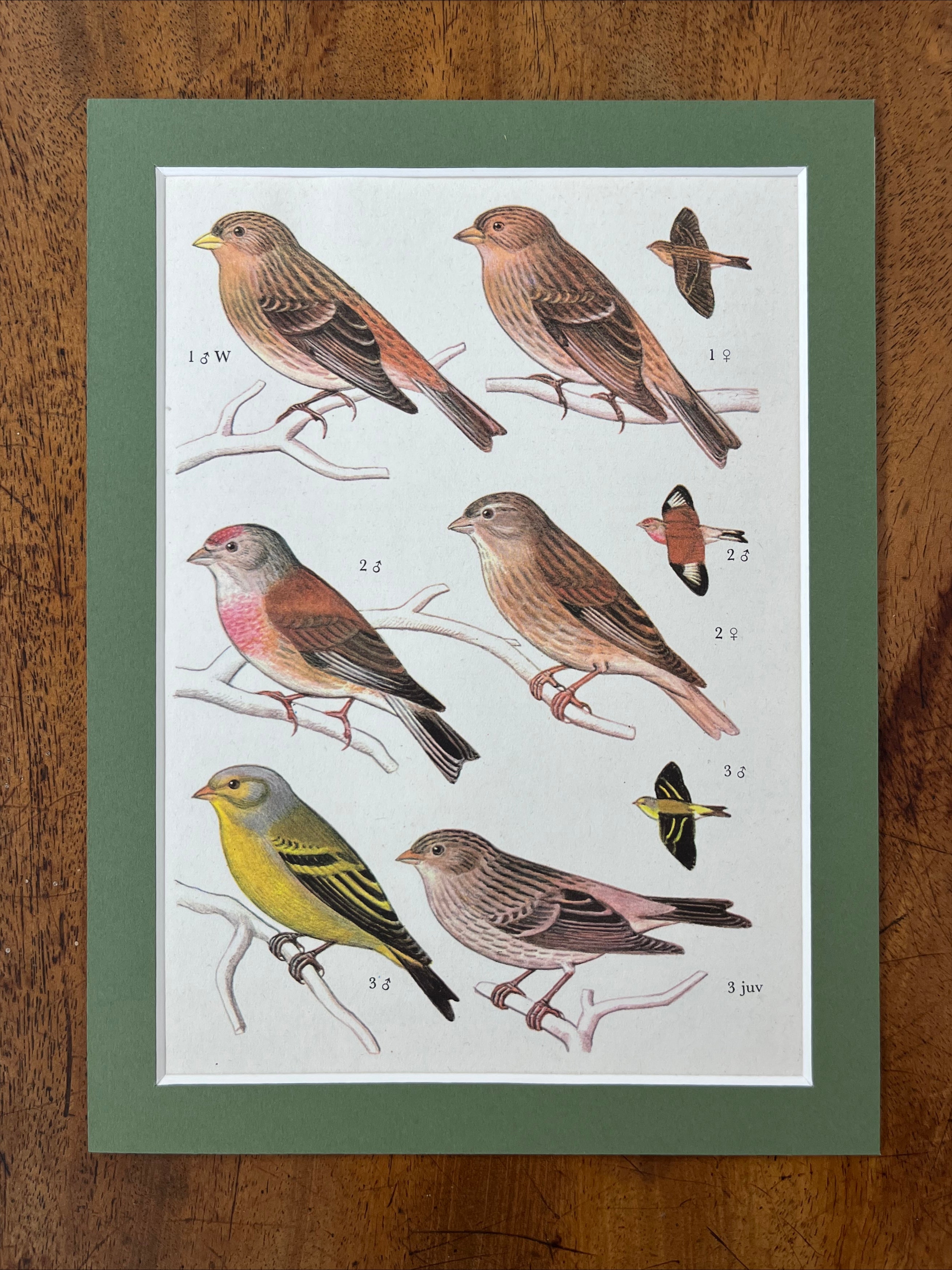 Bird prints, set of 4
