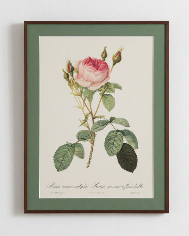 Rosa Muscosa Multiplex