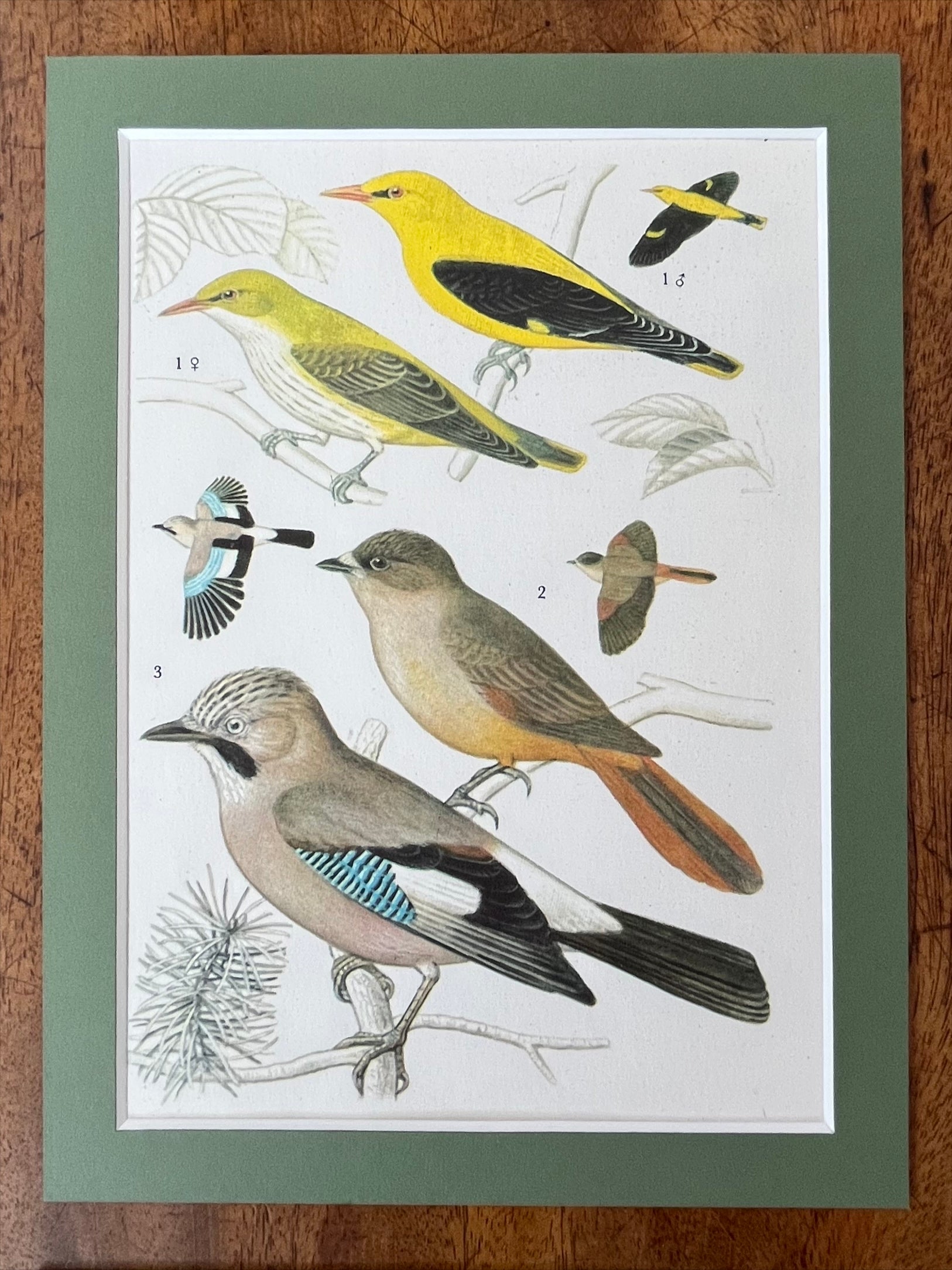 Bird prints, set of 4