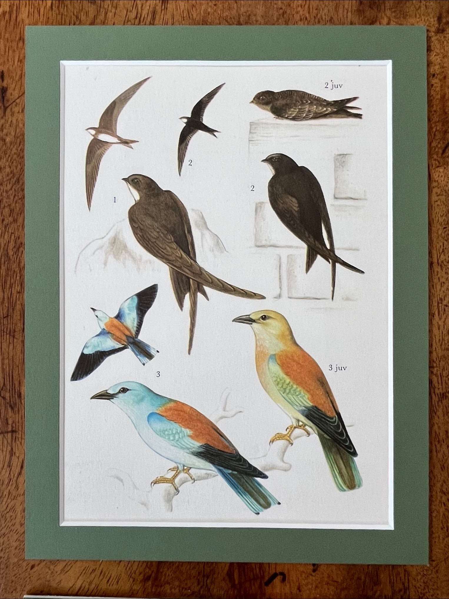 Bird prints, set of 4