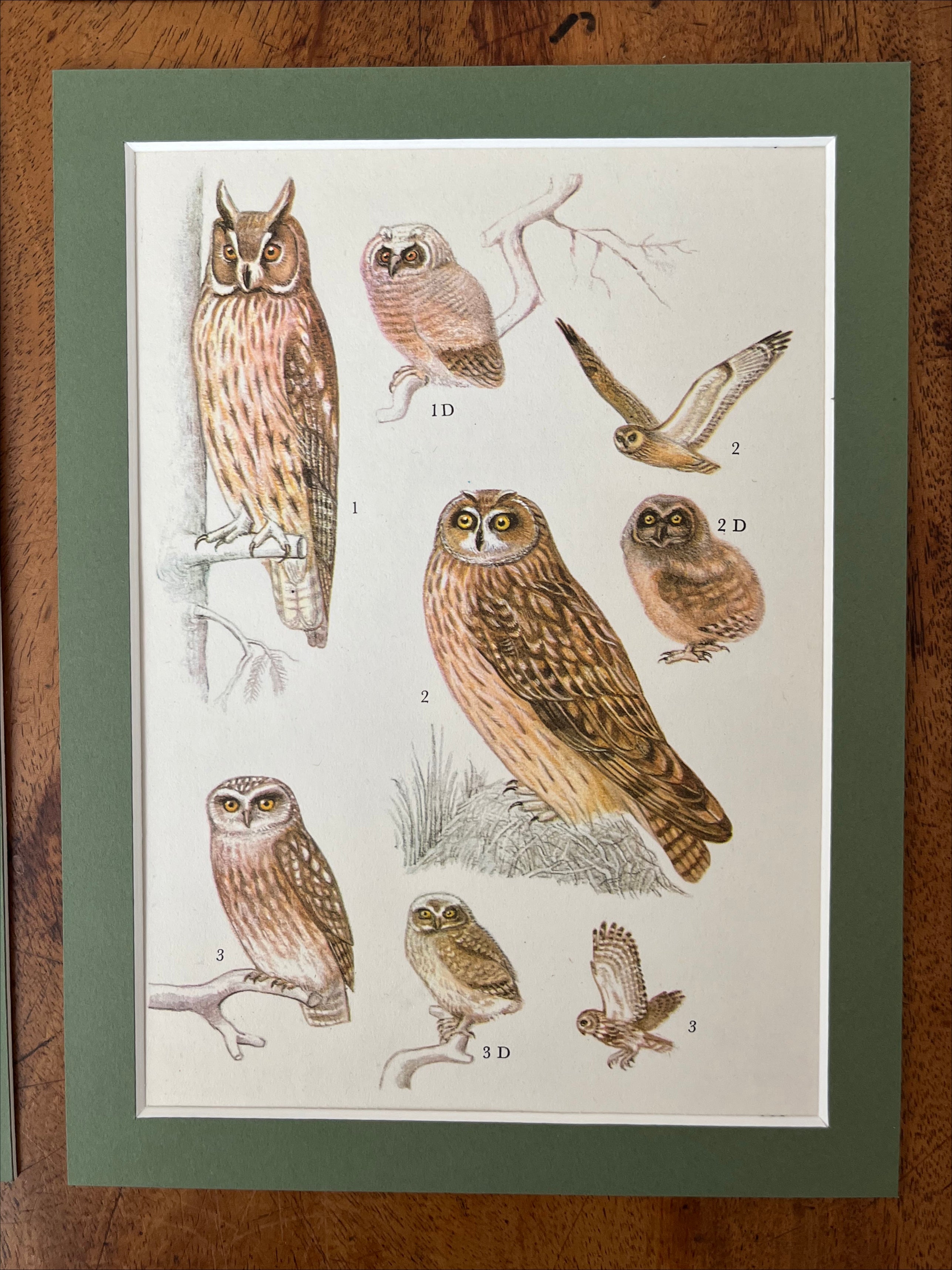 Owls
