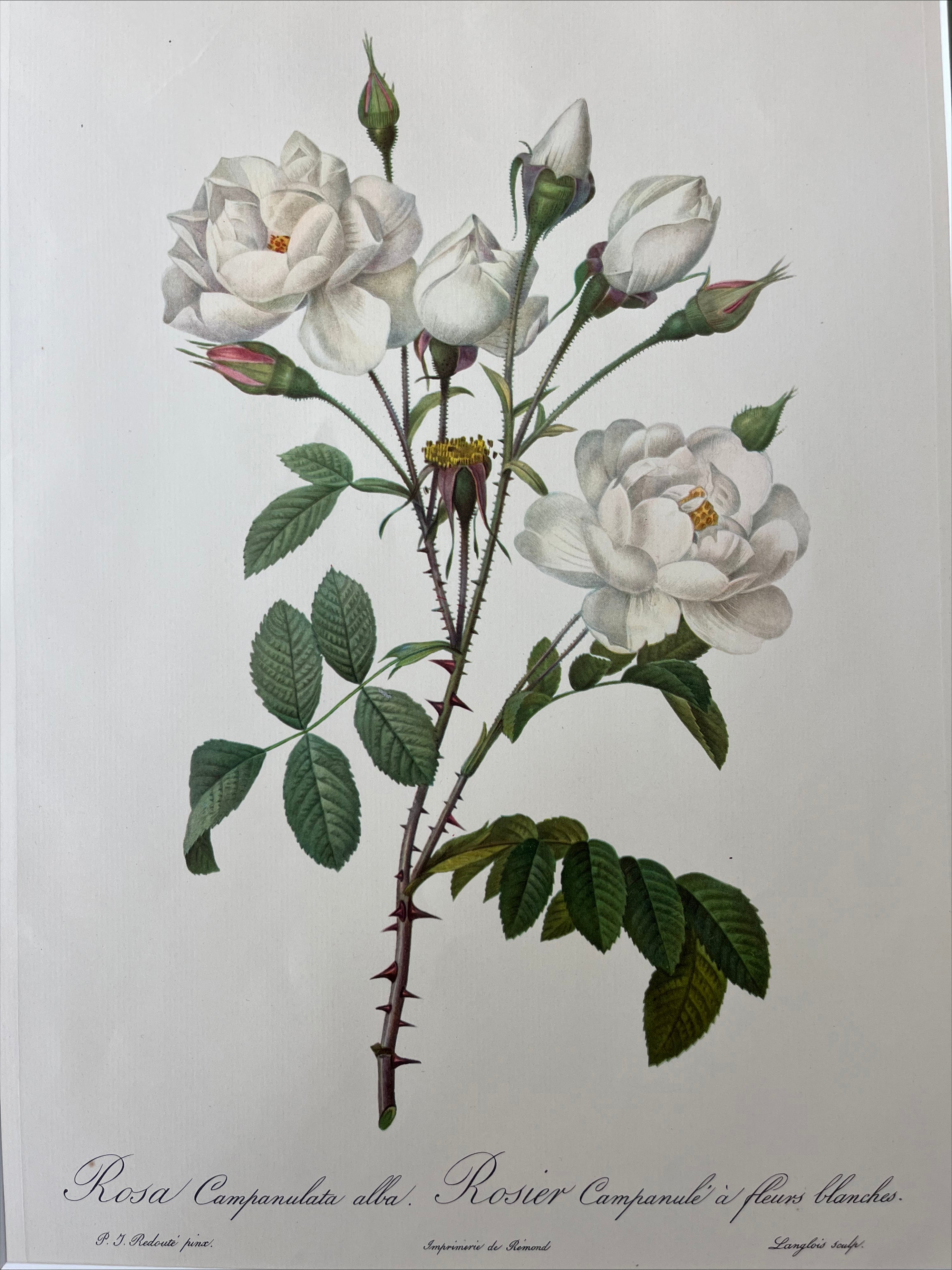 Rosa Campanulata Alba