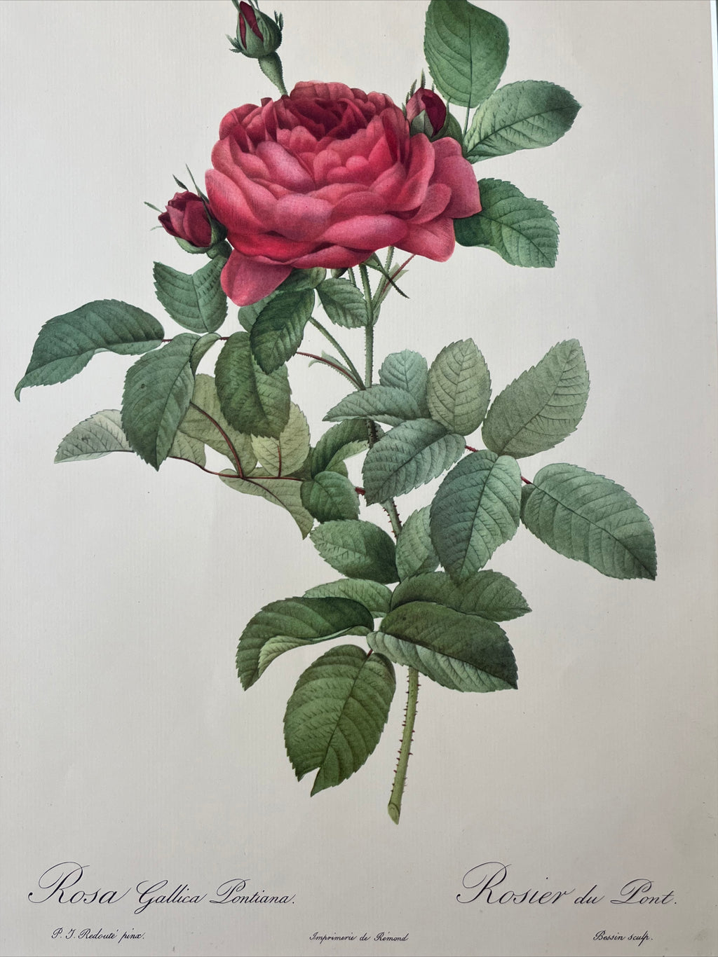 Rosa Gallica Pontiana