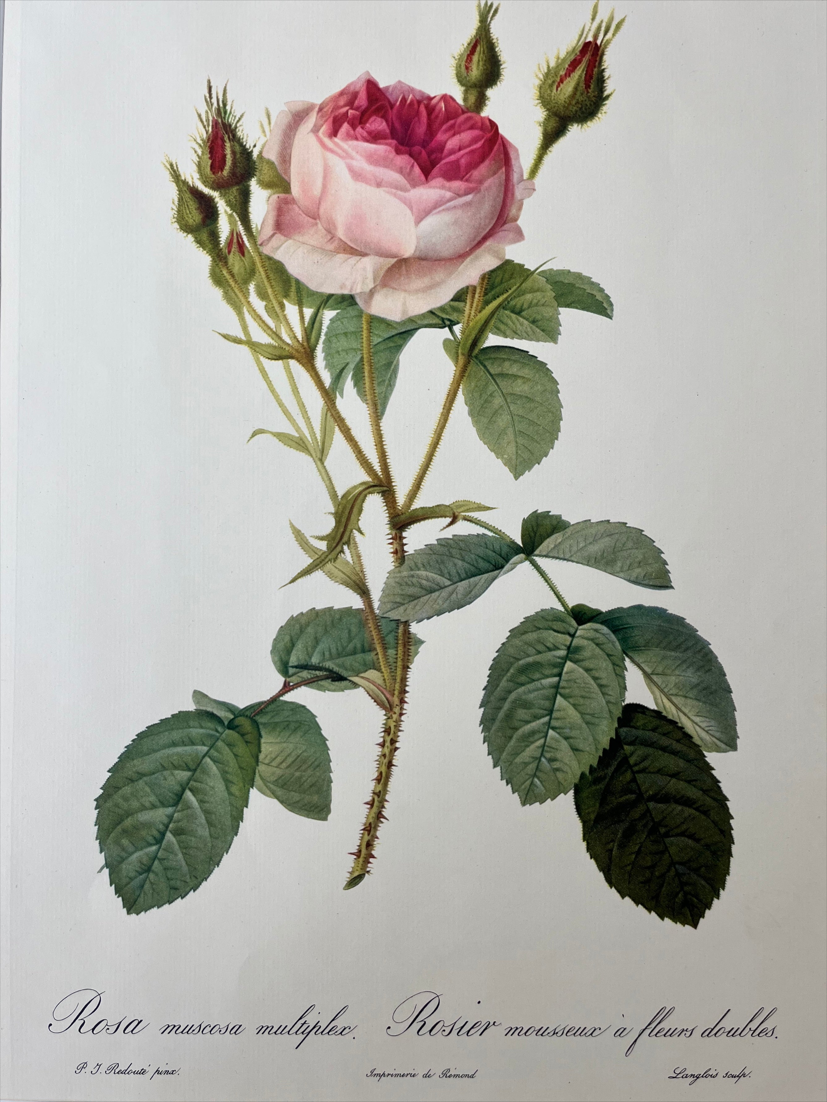 Rosa Muscosa Multiplex