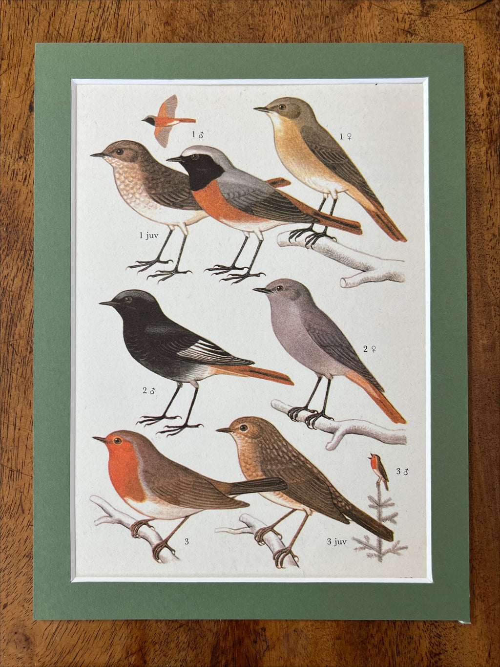 Bird prints, set of 4