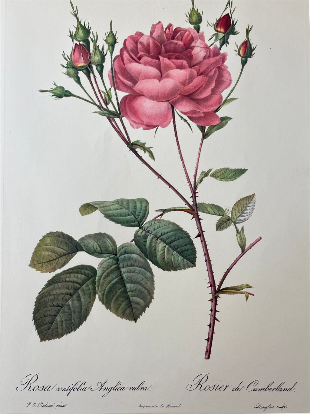 Rosa Centifolia Anglica Rubra