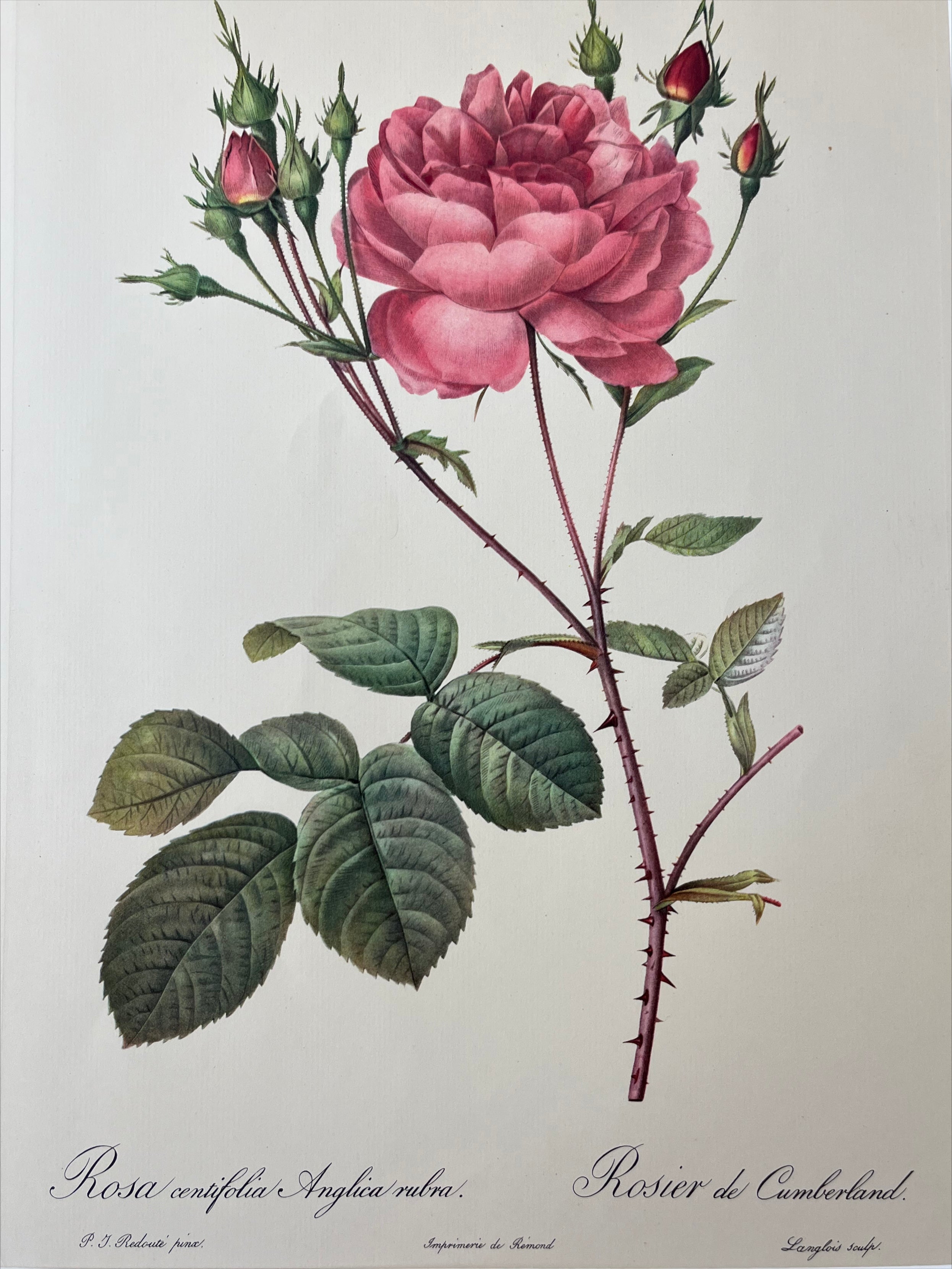 Rosa Centifolia Anglica Rubra