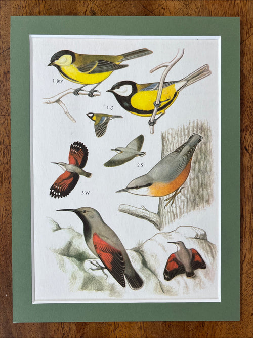 Bird prints, set of 4