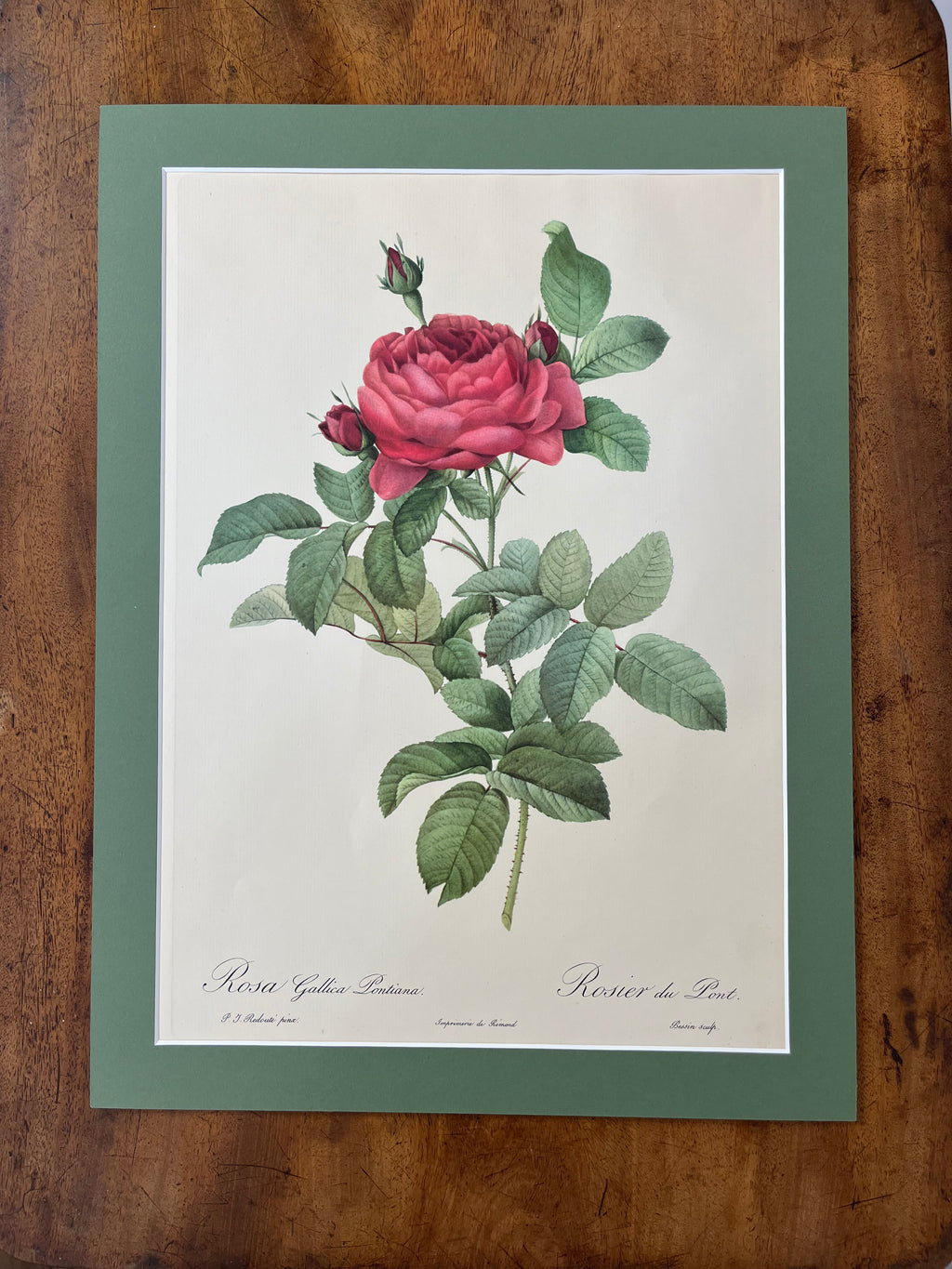 Rosa Gallica Pontiana