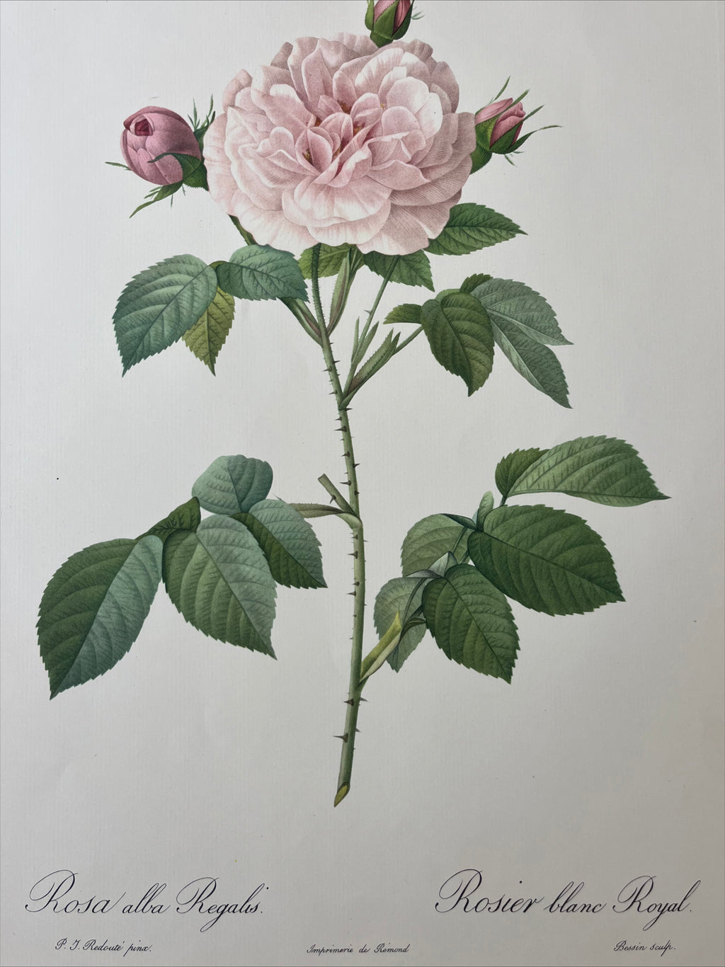 Rosa Alba Regalis