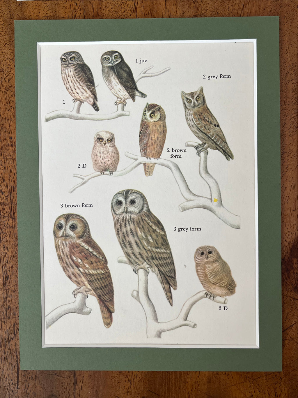 Owls