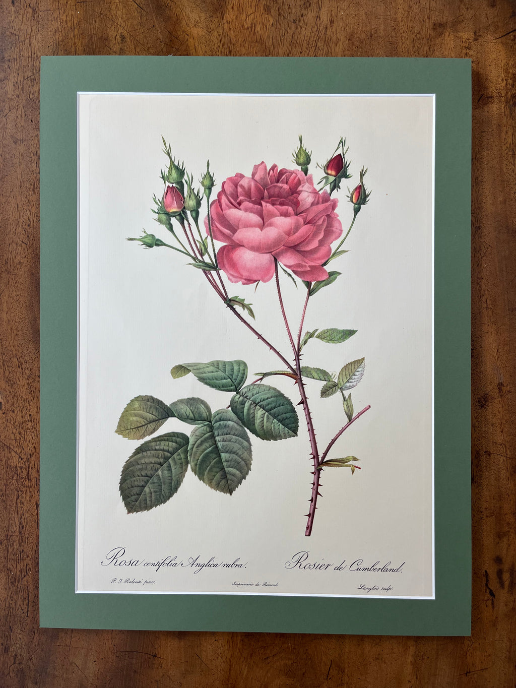 Rosa Centifolia Anglica Rubra