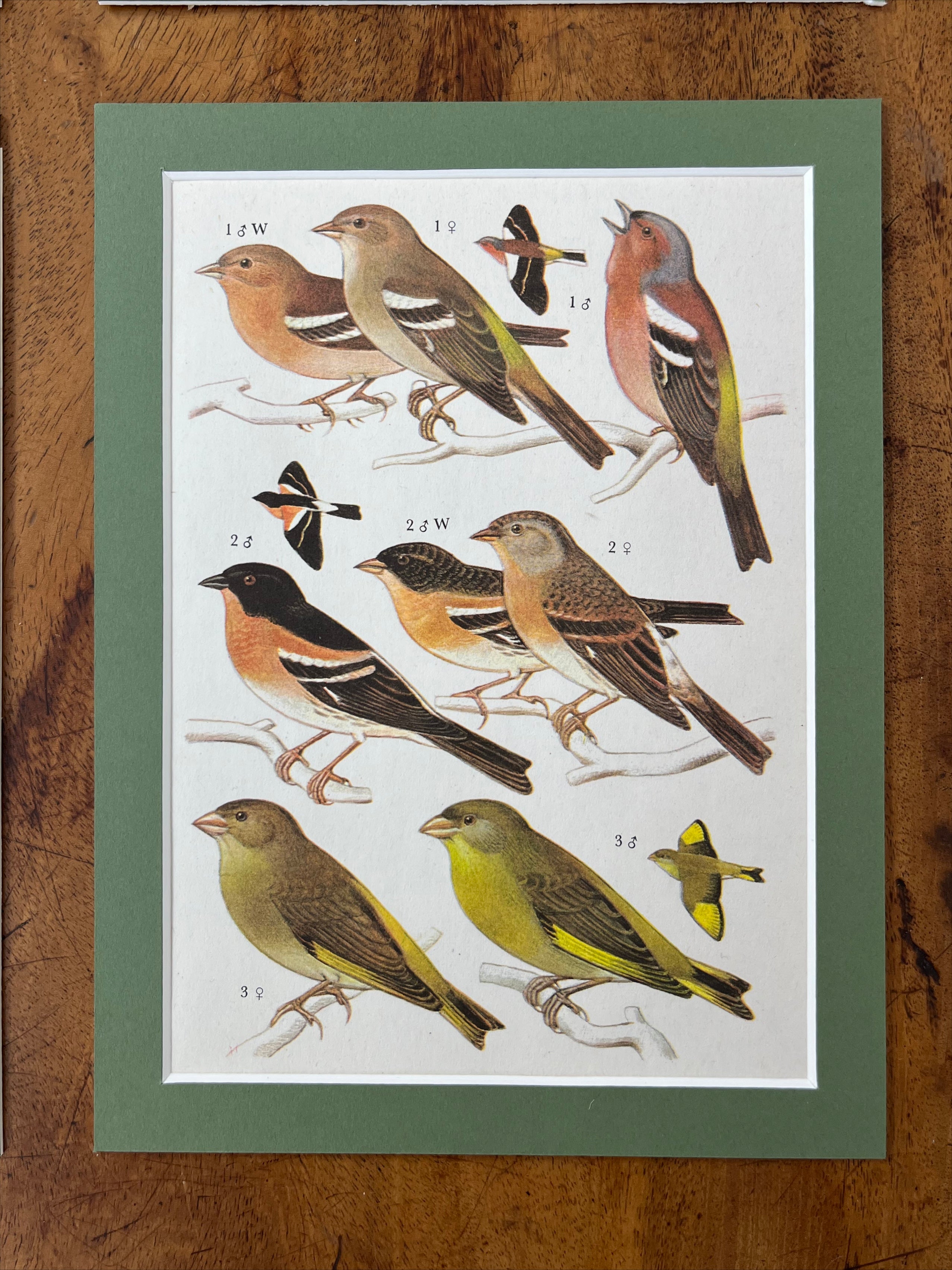 Bird prints, set of 4