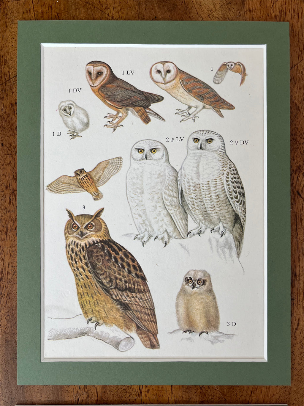 Owls