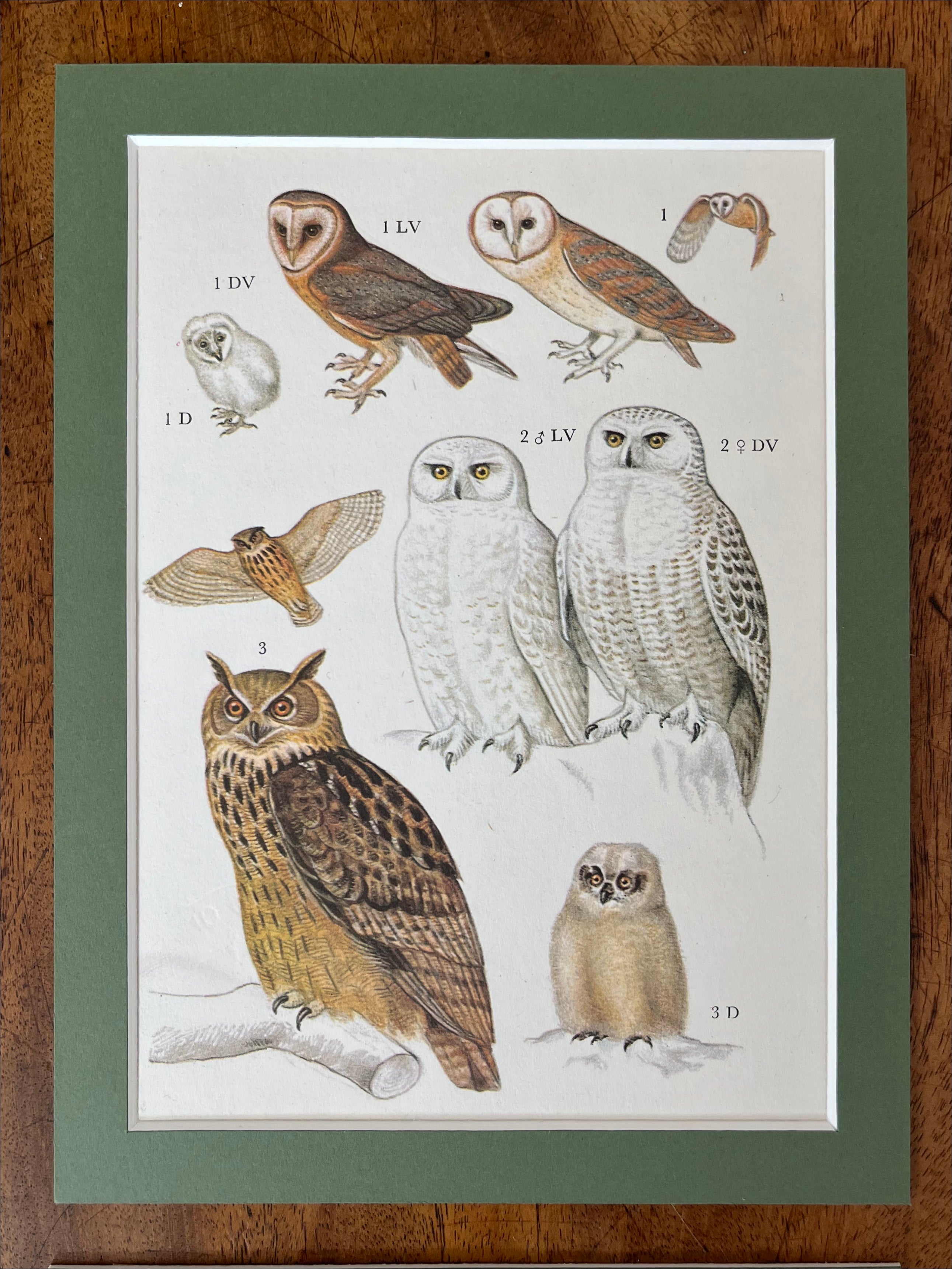 Owls