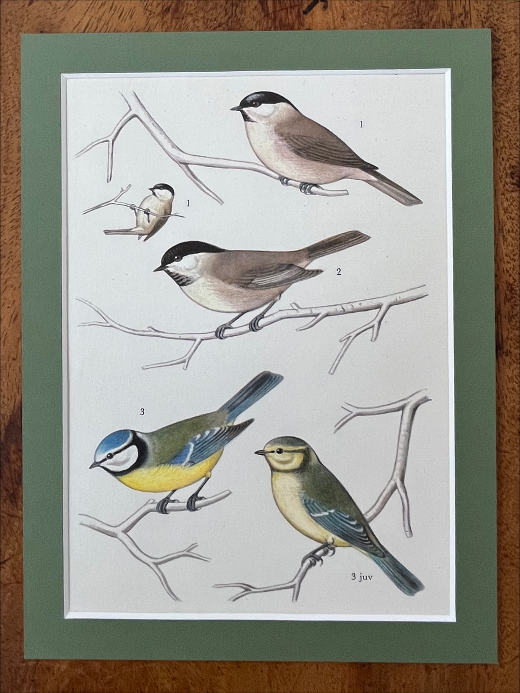 Bird prints, set of 4