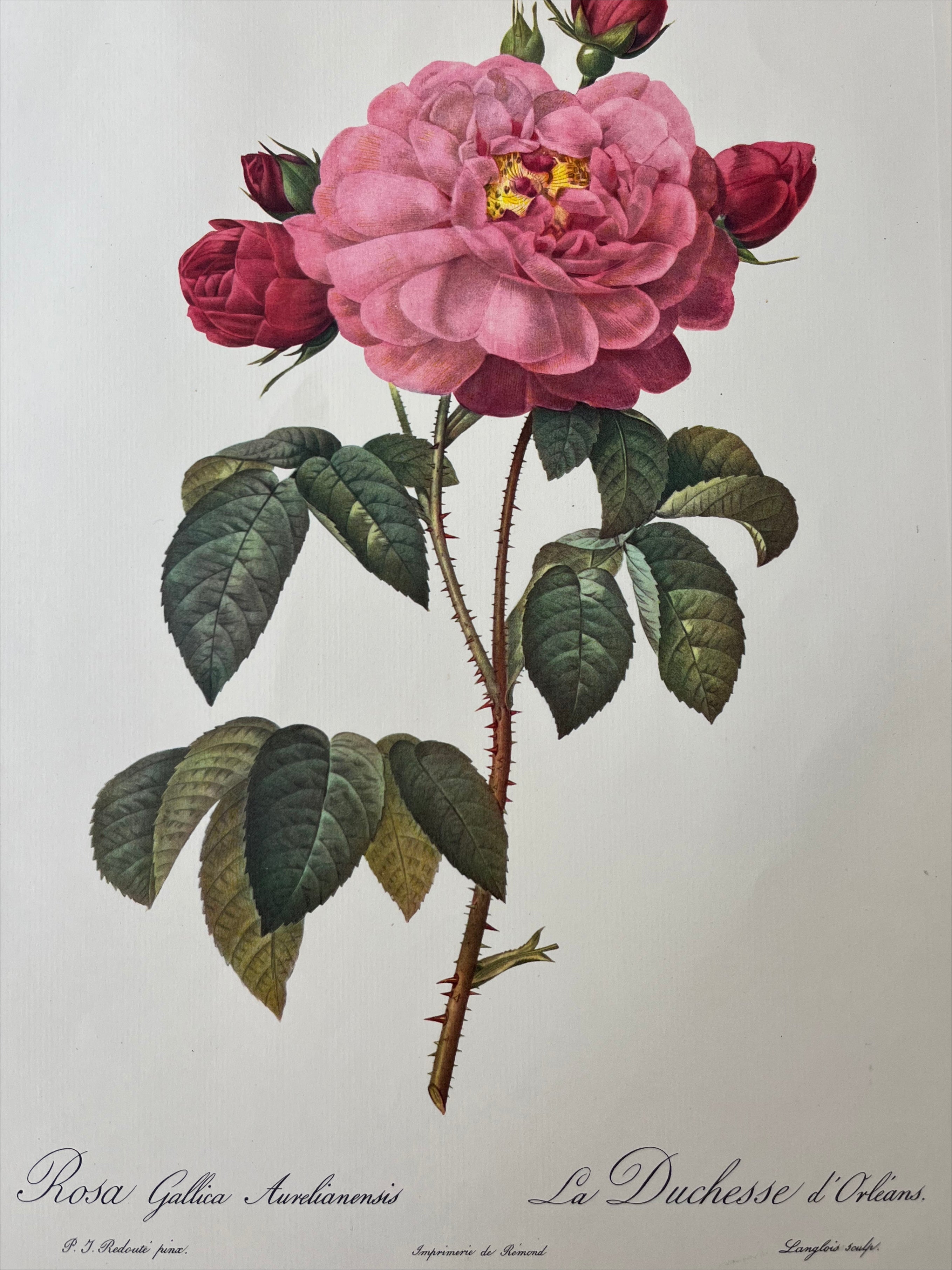 Rosa Gallica Aurelianensis