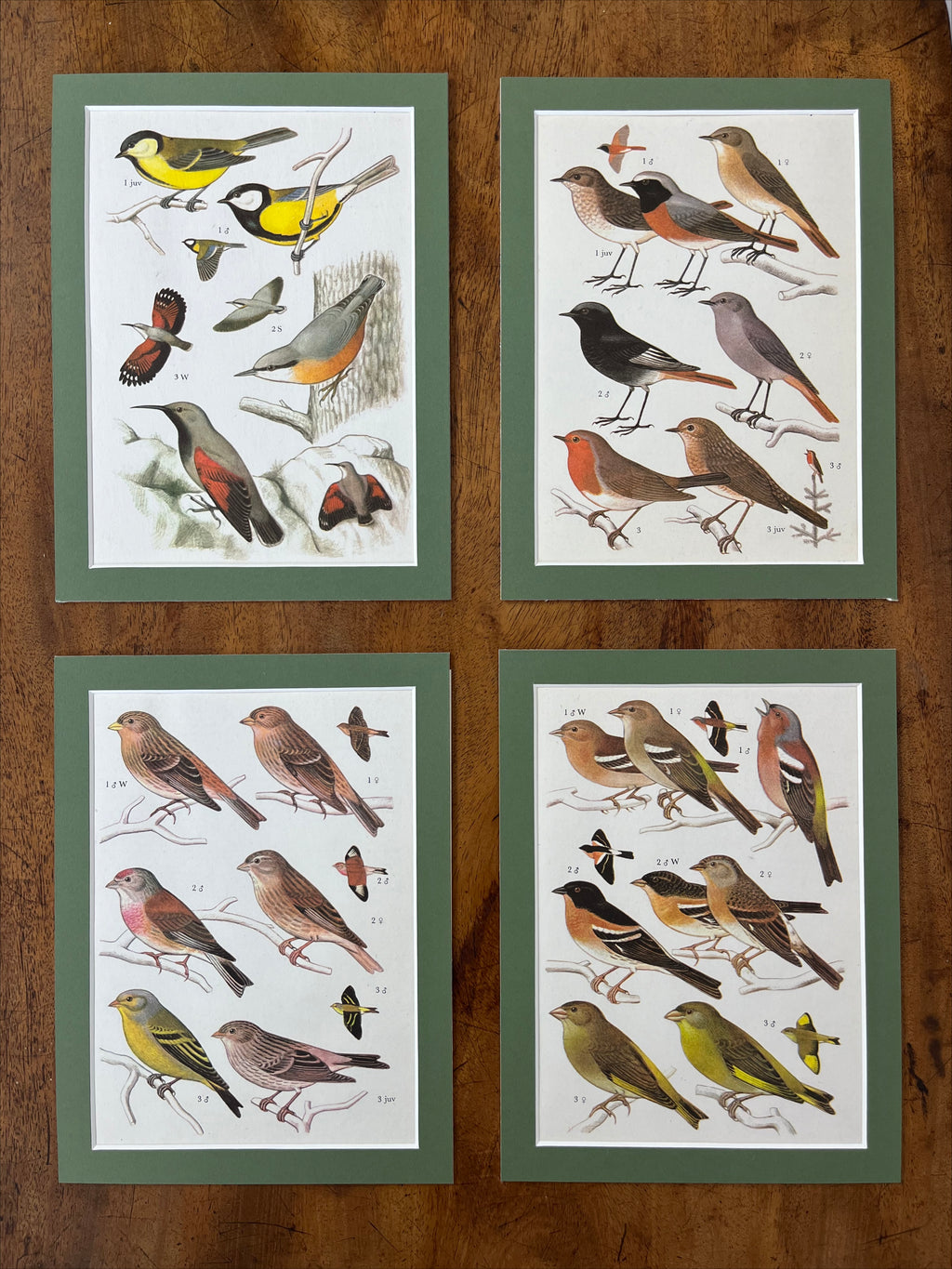 Bird prints, set of 4