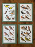 Bird prints, set of 4