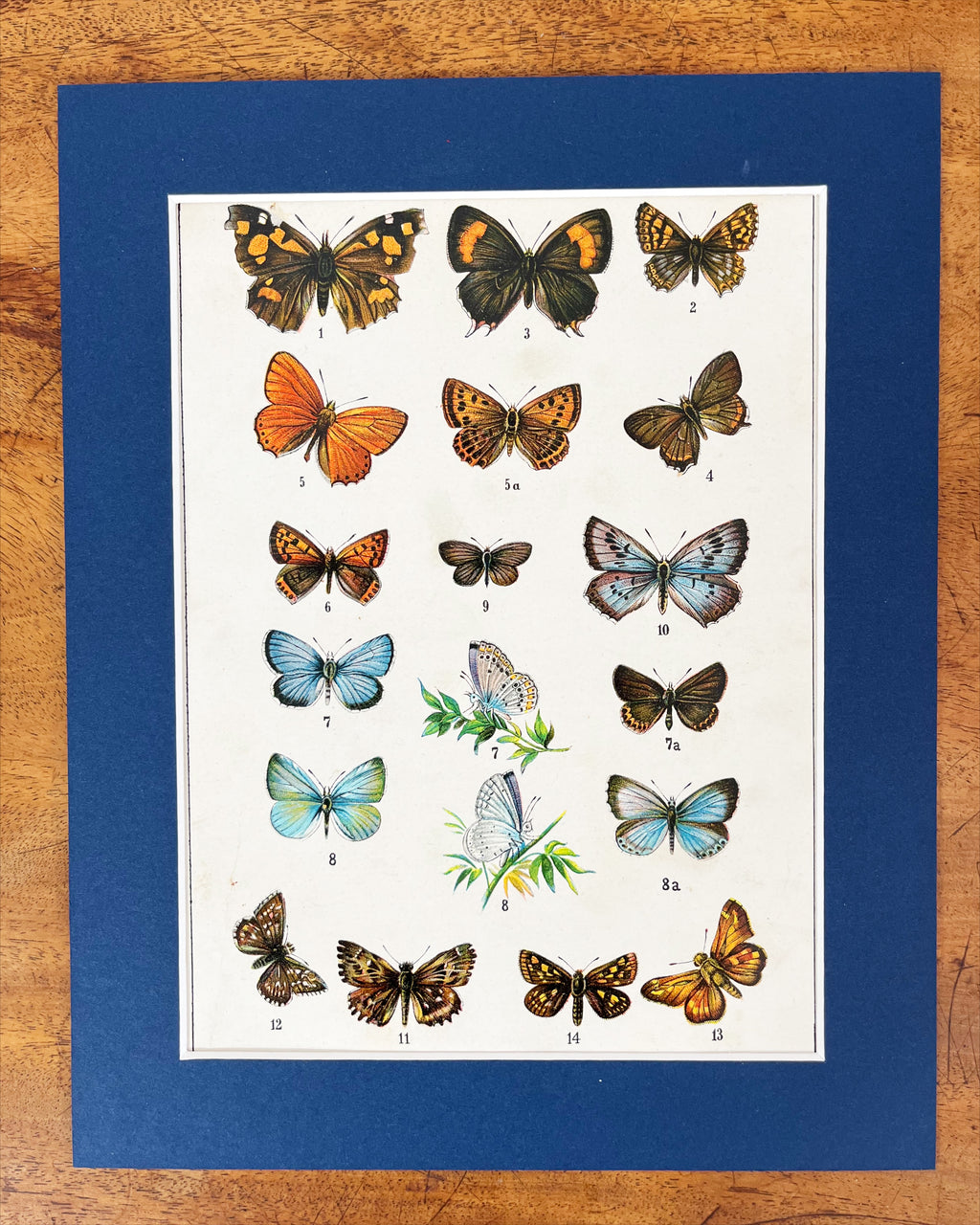 Butterfly prints
