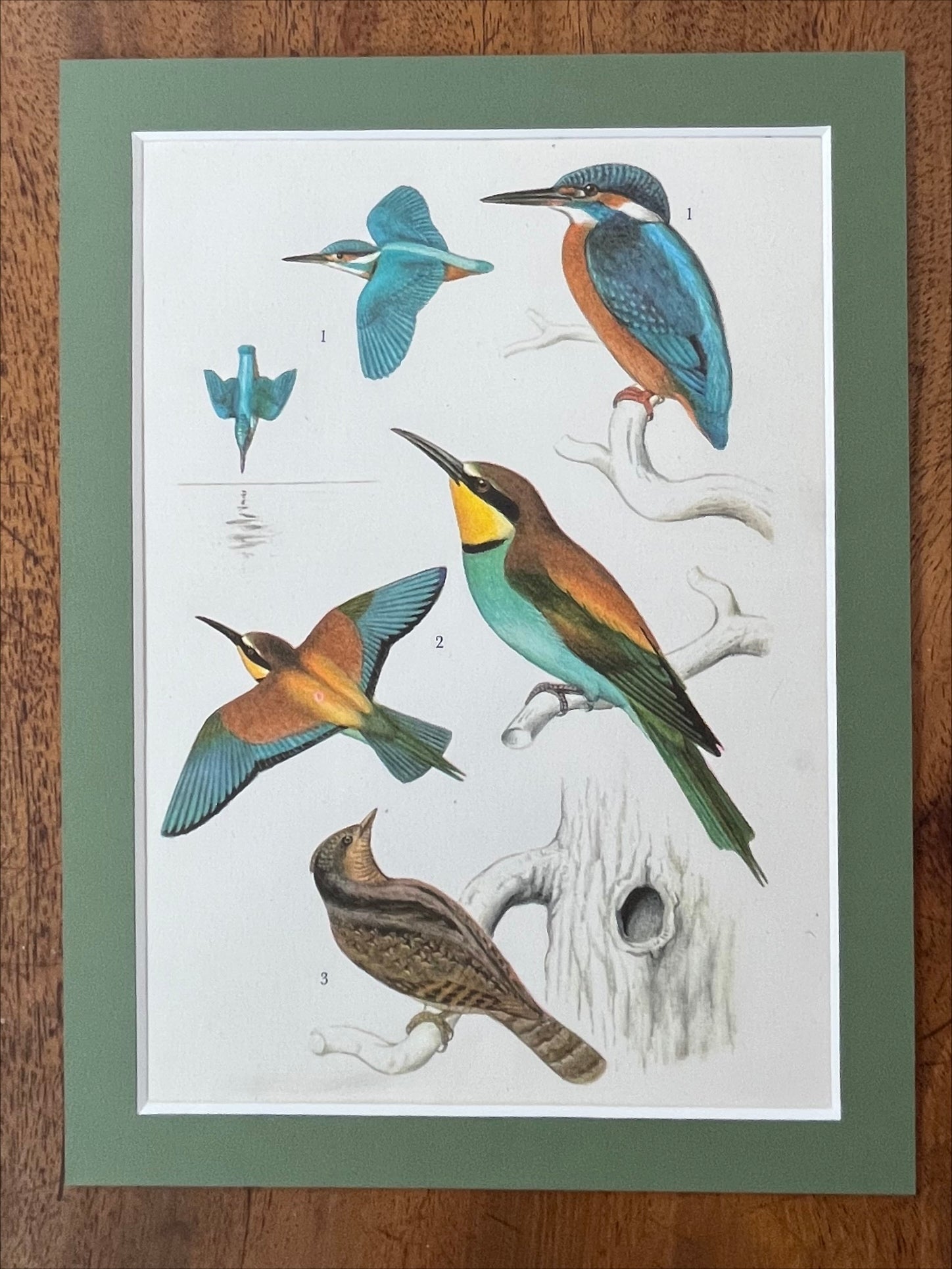 Bird prints, set of 4