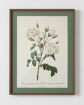 Rosa Campanulata Alba