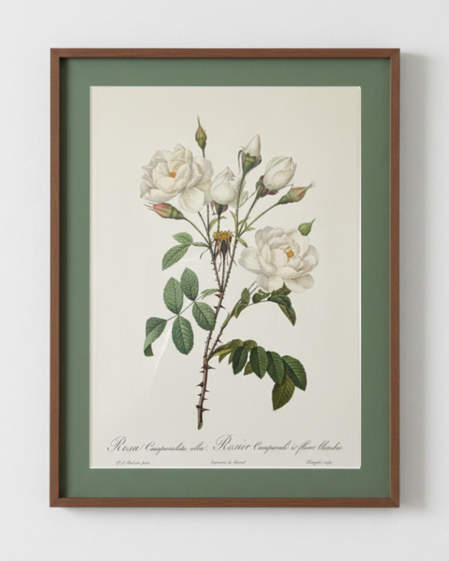 Rosa Campanulata Alba