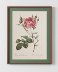 Rosa Centifolia Anglica Rubra