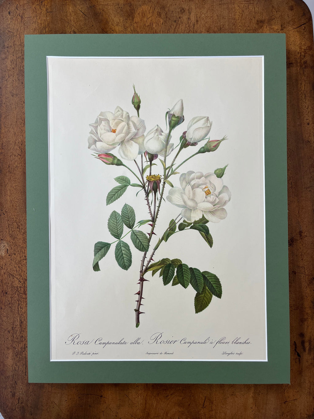 Rosa Campanulata Alba