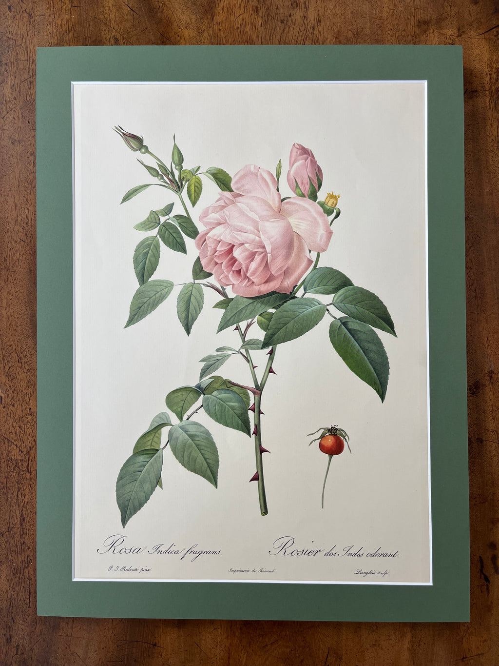 Rosa Indica Fragrans