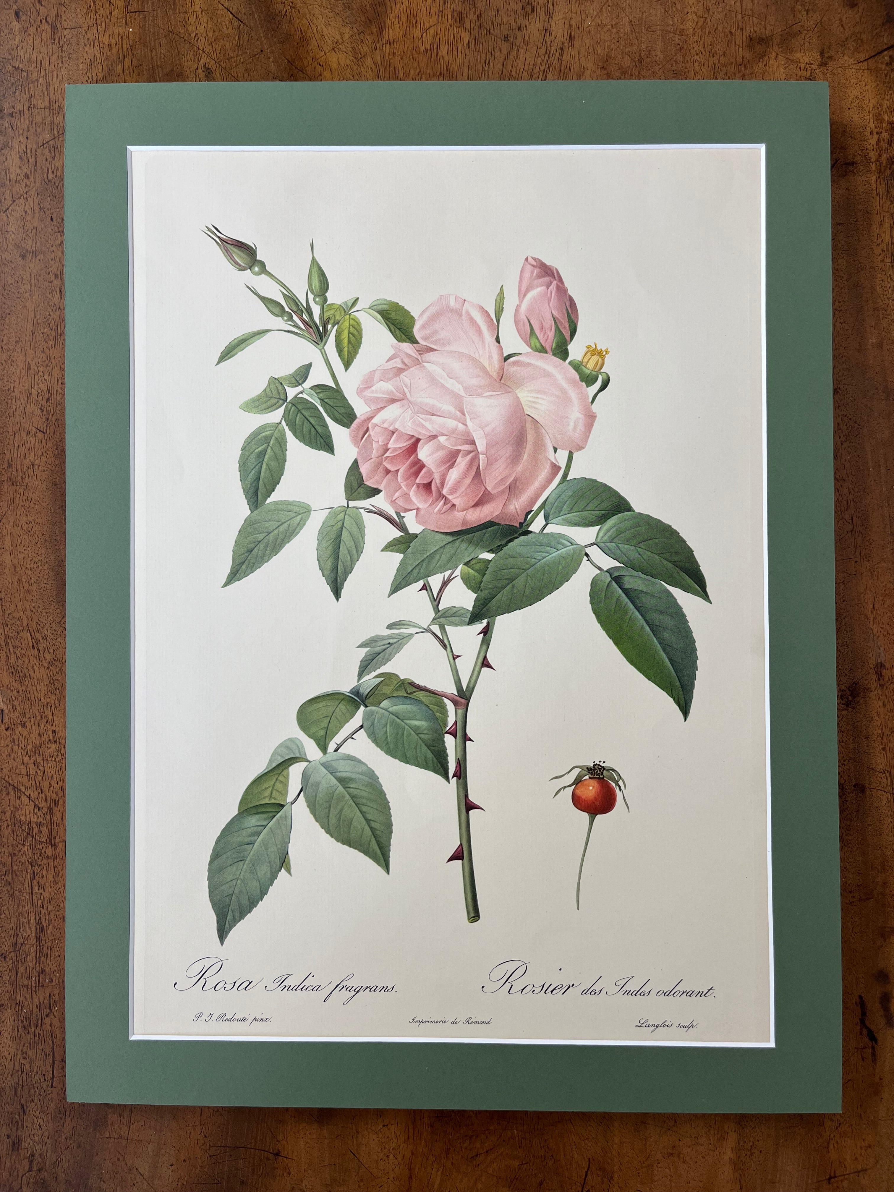 Rosa Indica Fragrans