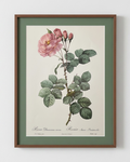 Rosa Damascena Aurora