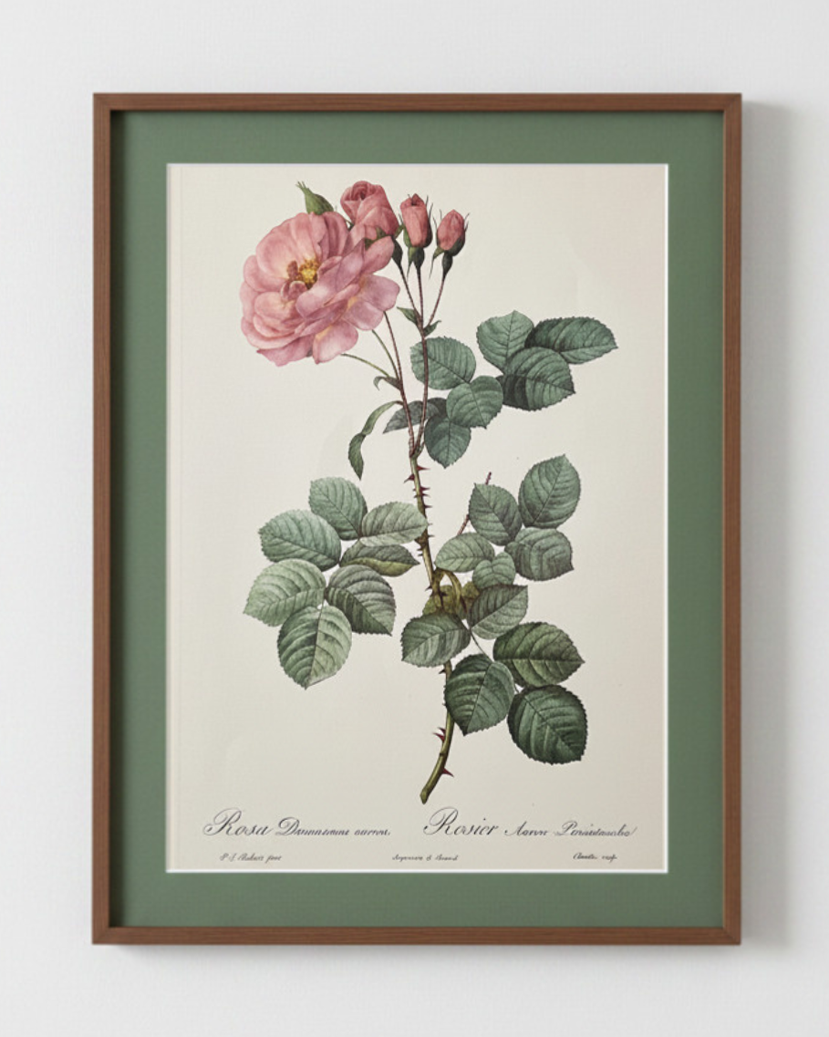 Rosa Damascena Aurora