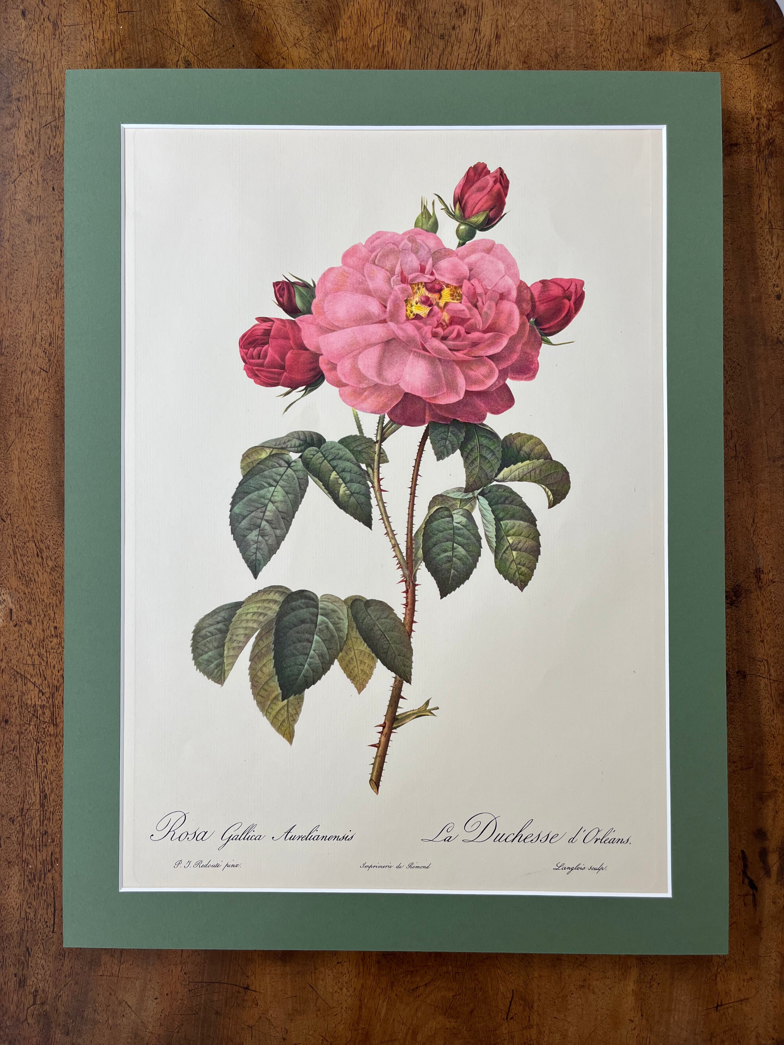 Rosa Gallica Aurelianensis