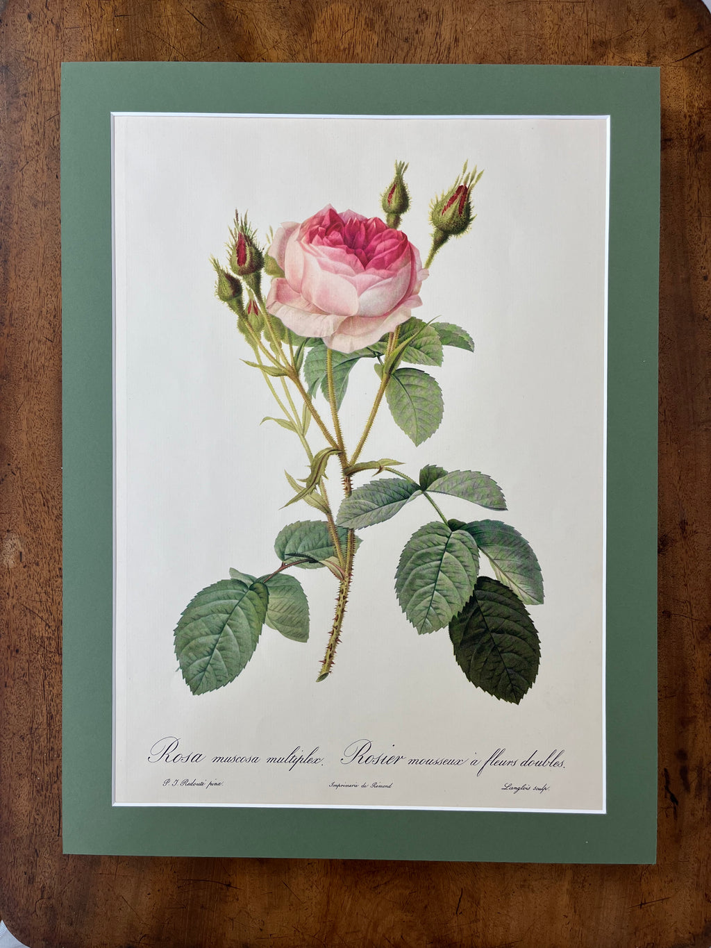 Rosa Muscosa Multiplex