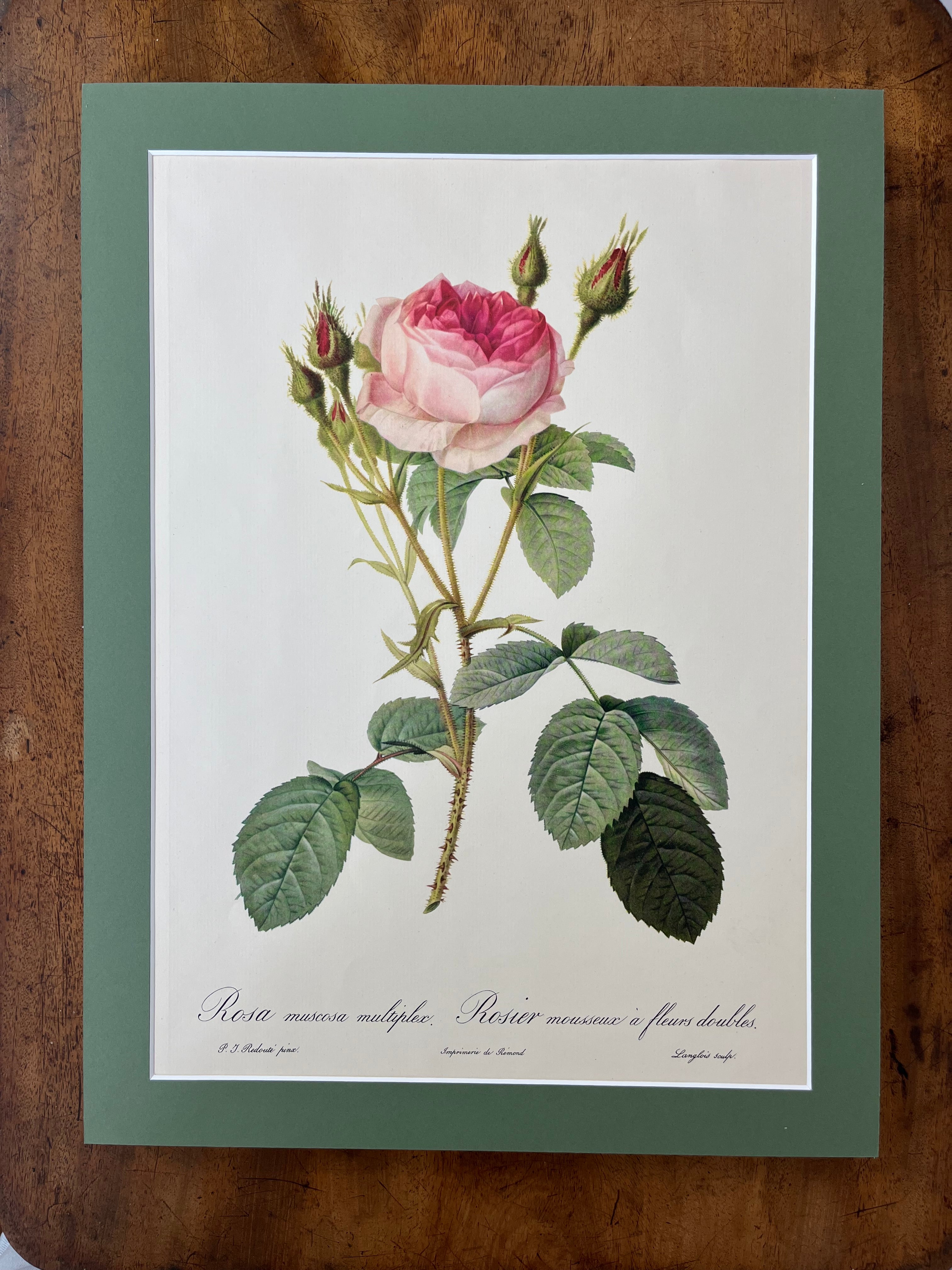 Rosa Muscosa Multiplex