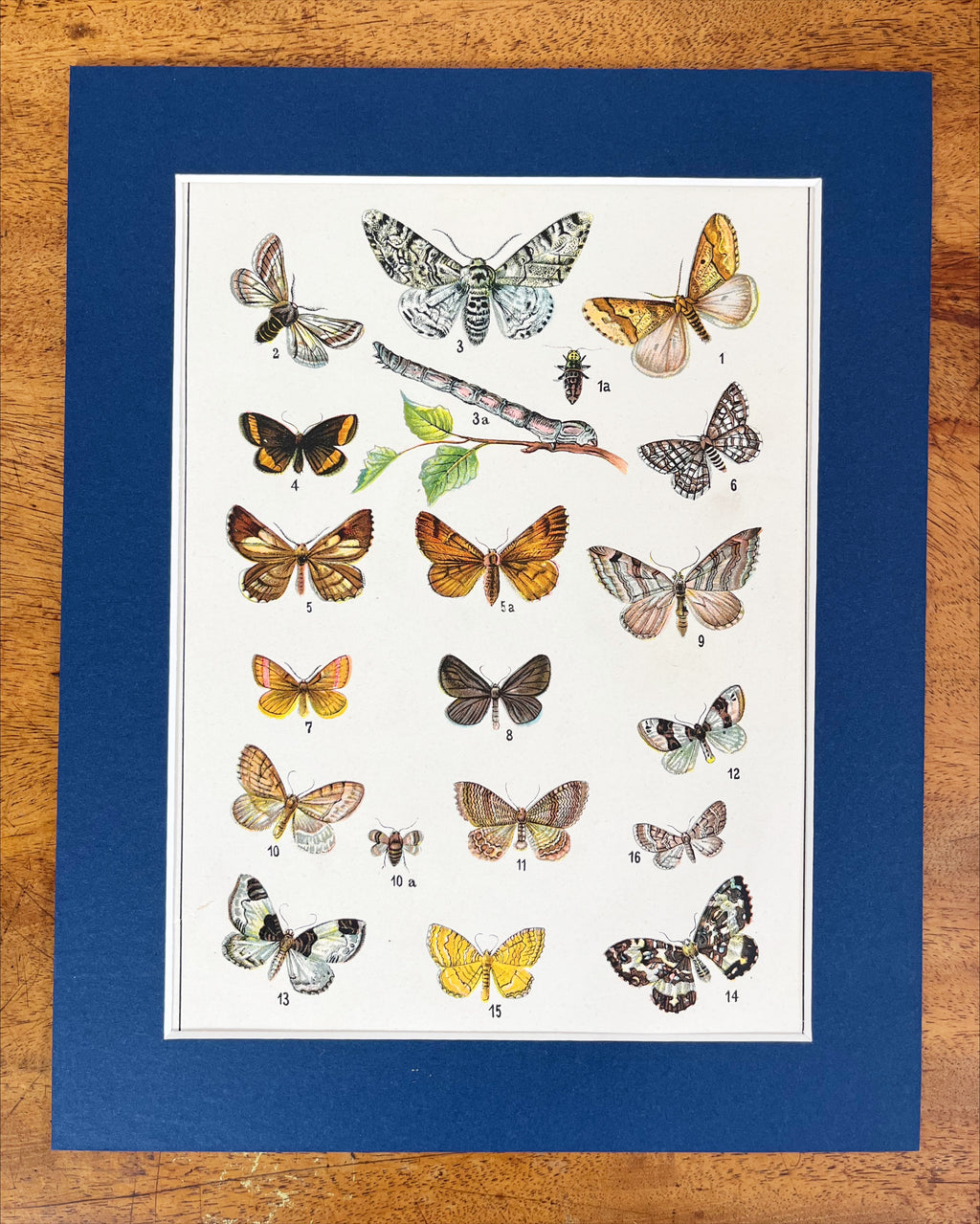 Butterfly prints