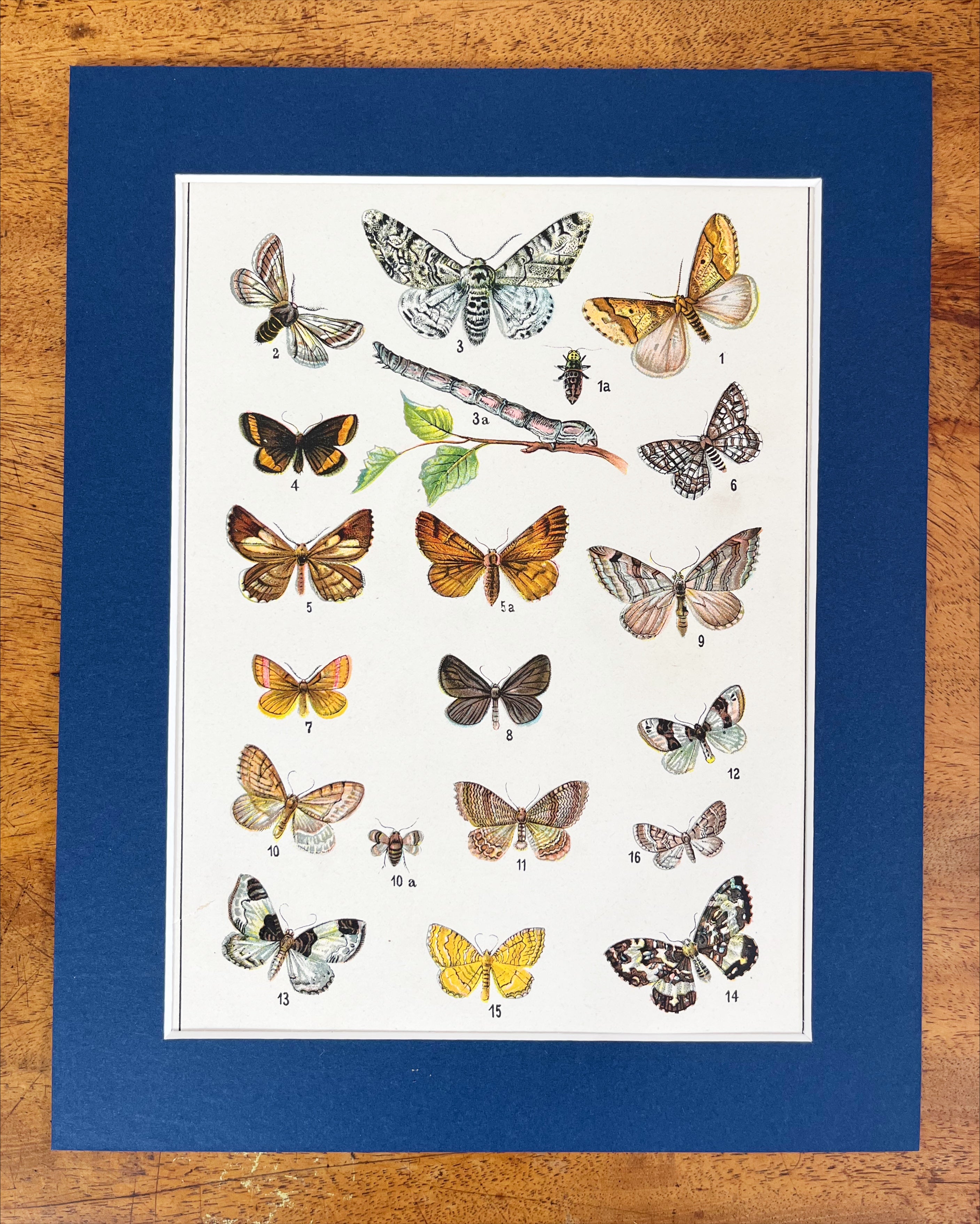 Butterfly prints