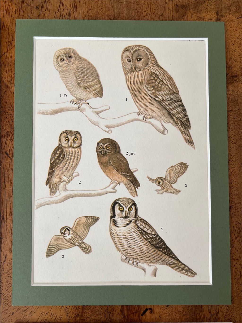 Owls