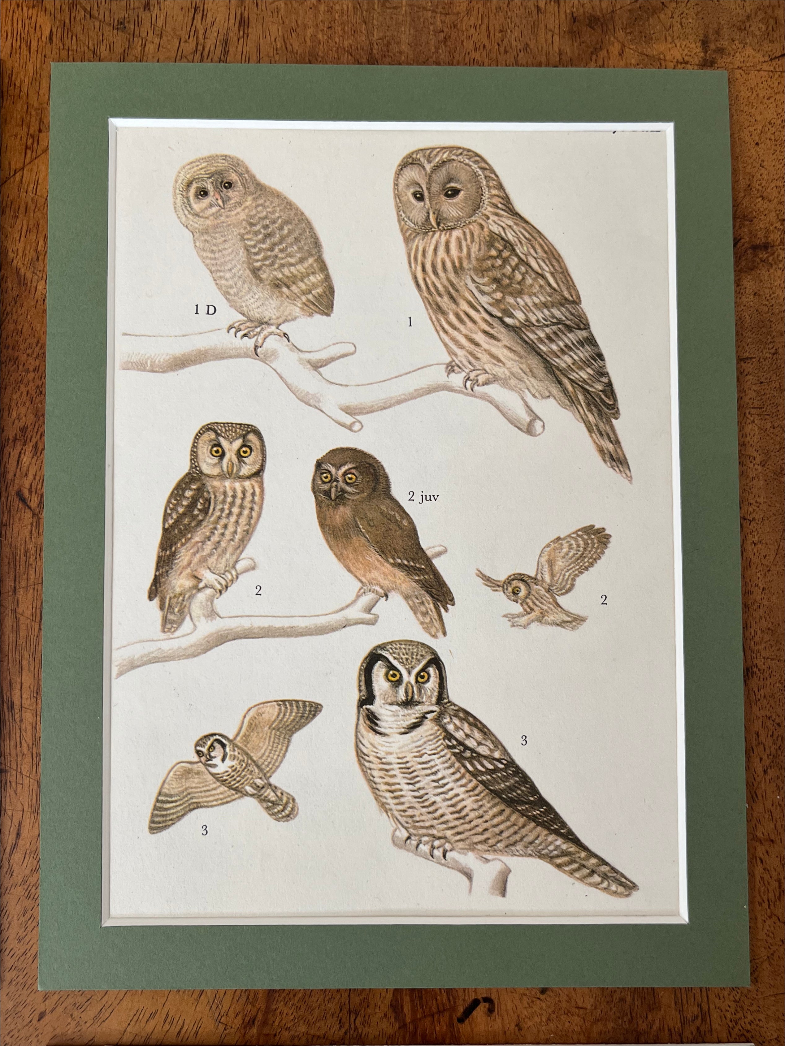 Owls