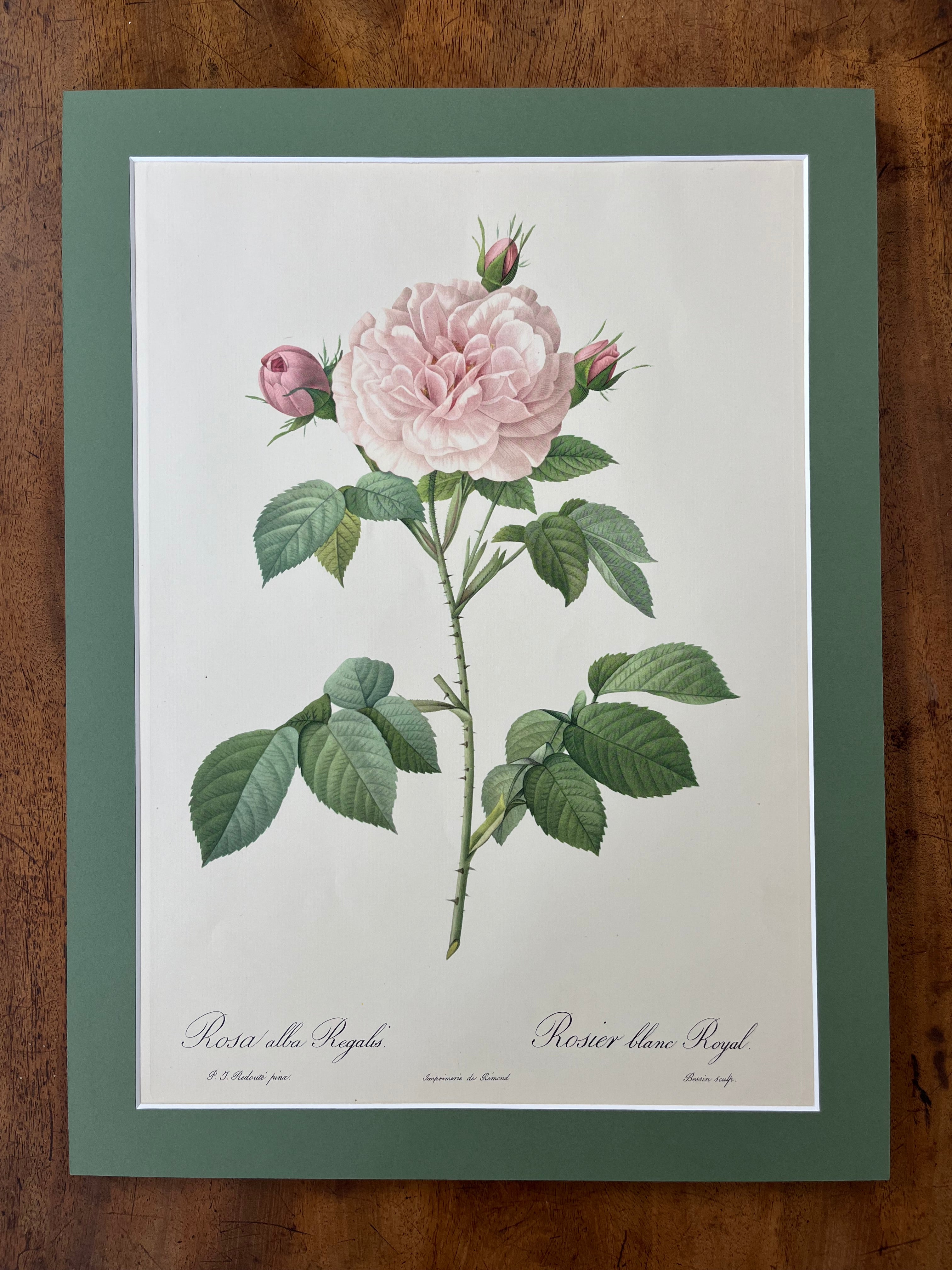 Rosa Alba Regalis