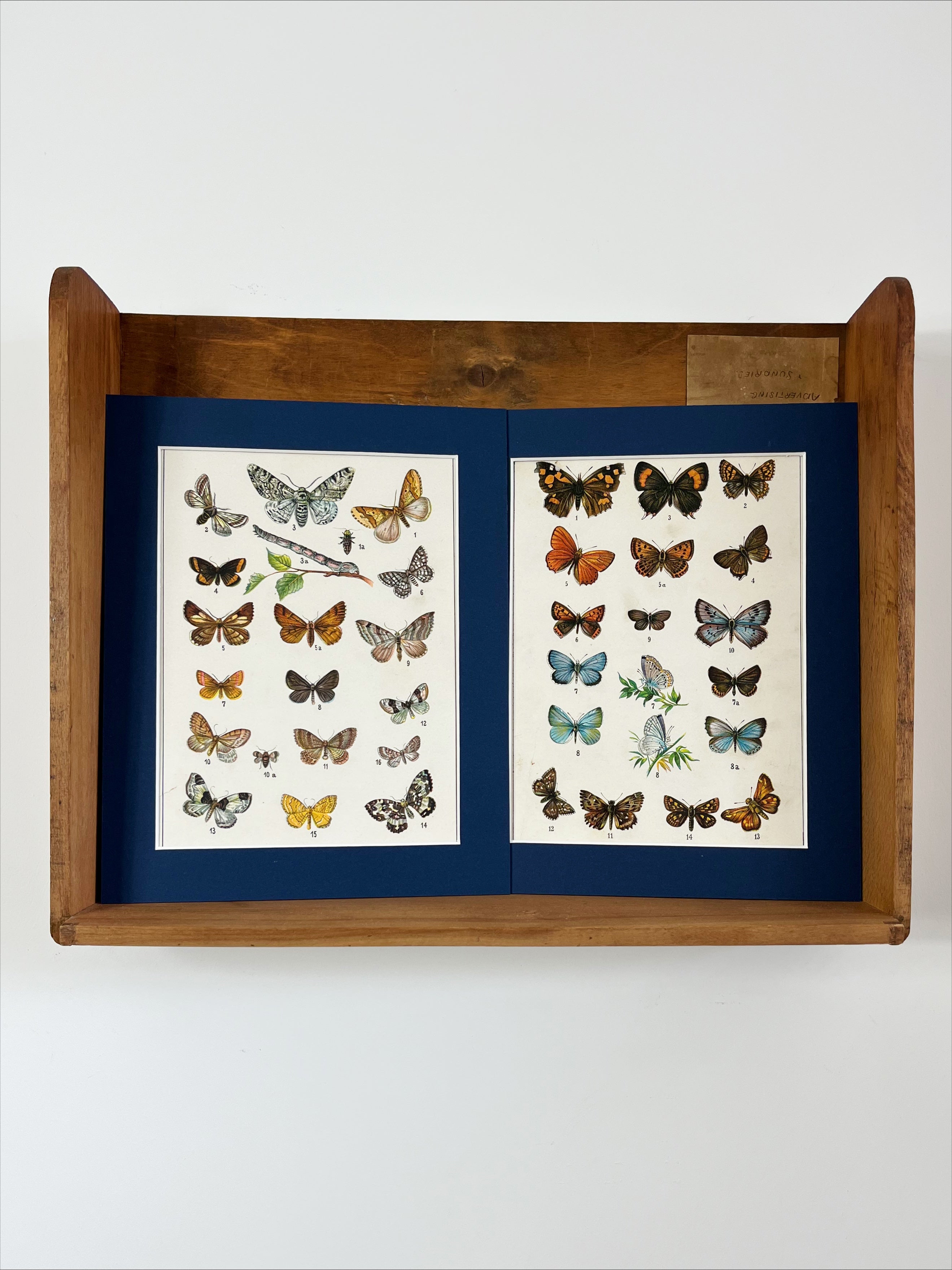Butterfly prints